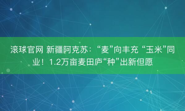 滚球官网 新疆阿克苏：“麦”向丰充 “玉米”同业！1.2万亩麦田庐“种”出新但愿